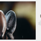 Transhelvetica #75 - Hare