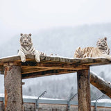 Transhelvetica #69 - Tiger