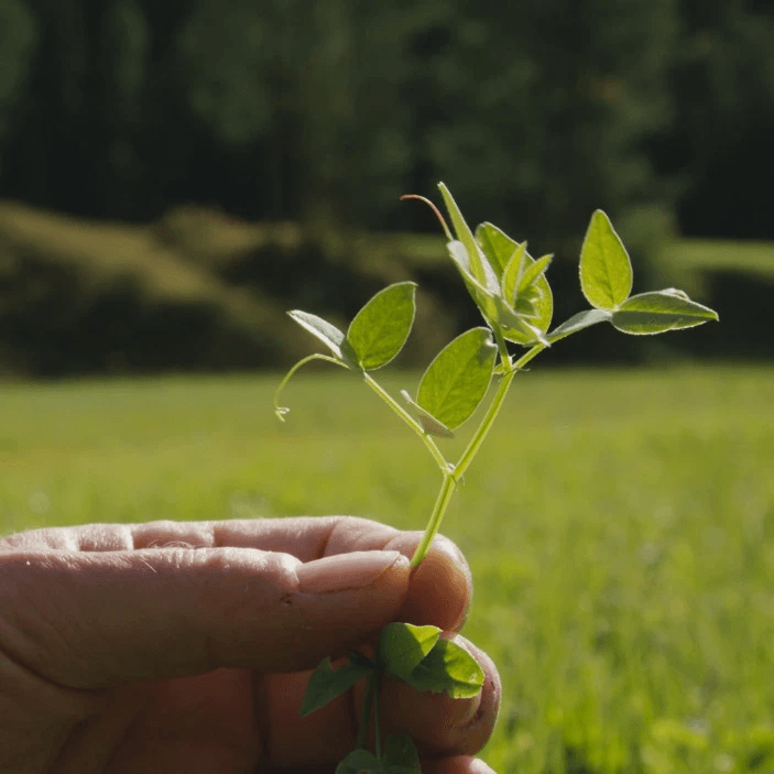 Kranewitt Gin, Handmade in Val Müstair GR, Switzerland, 43 Vol.%, LABEL17
