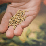 Kranewitt Gin, Handmade in Val Müstair GR, Switzerland, 43 Vol.%, LABEL17