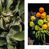 Transhelvetica #66 - Morocco