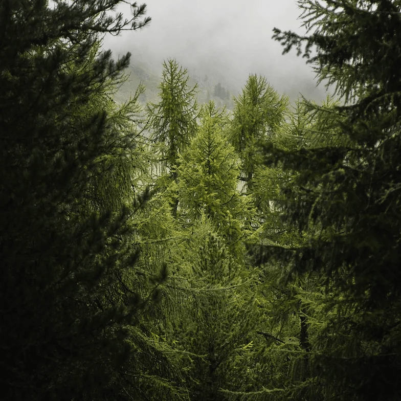 Kranewitt Gin, Handmade in Val Müstair GR, Switzerland, 43 Vol.%, LABEL17