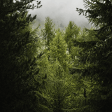 Kranewitt Gin, Handmade in Val Müstair GR, Switzerland, 43 Vol.%, LABEL17