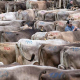 Transhelvetica #63 - Buffalo