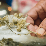 Kranewitt Gin, Handmade in Val Müstair GR, Switzerland, 43 Vol.%, LABEL17